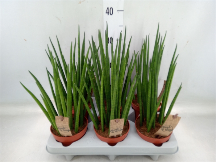 <h4>Sansevieria bacularis</h4>