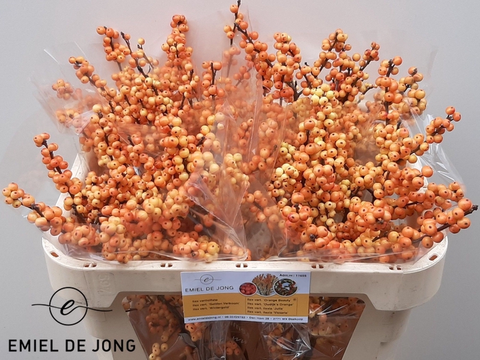<h4>Ilex julia</h4>