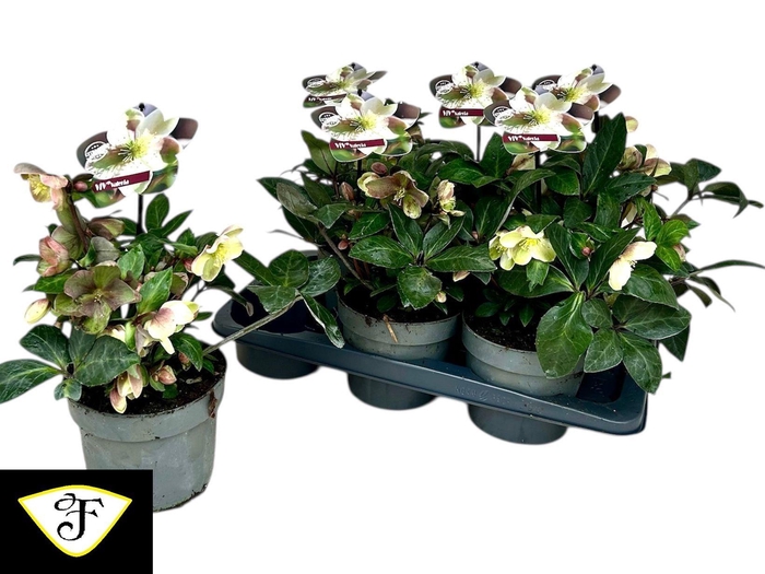 <h4>HELL VIV VALERIA</h4>