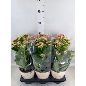 Kalanchoe  'RoseFlow Graceful Pink'