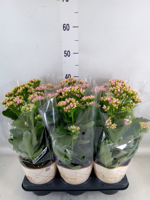 <h4>Kalanchoe  'RoseFlow Graceful Pink'</h4>