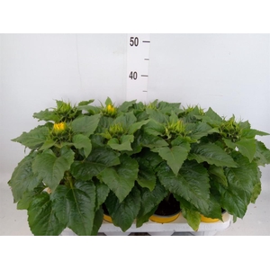 Helianthus an. 'Sunsation'