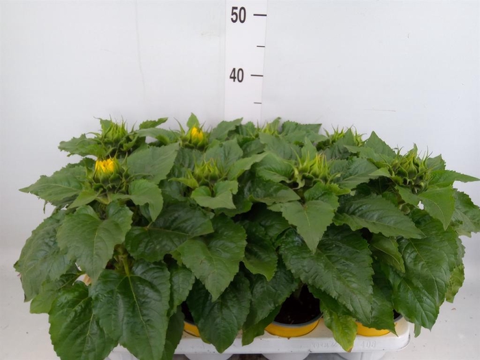 <h4>Helianthus an. 'Sunsation'</h4>