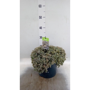 Orostachys furusei