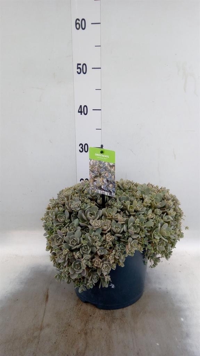 <h4>Orostachys furusei</h4>