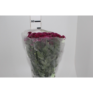 CRISANTEMO SANTINI QUINTY 080 CM