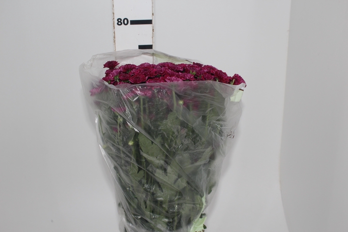 <h4>CRISANTEMO SANTINI QUINTY 080 CM</h4>