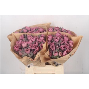 Anemone Powder Lie De Vin