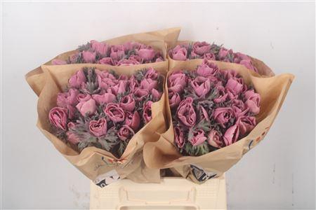 Anemone Powder Lie De Vin