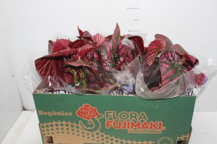 <h4>BEGONIA BREVIRIMOSA P15</h4>