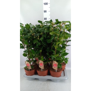 Camellia japonica 'Dr King'