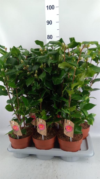 Camellia japonica 'Dr King'