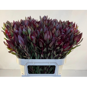 Leucad Saf Sunset 80 Cm