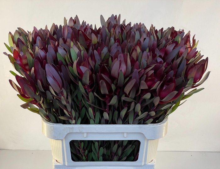 <h4>Leucad Saf Sunset 80 Cm</h4>