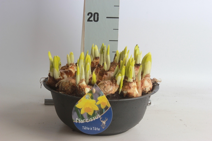 <h4>ARR NARCISSUS</h4>