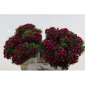 Di Barb Breanthus Jolly Purple Pink