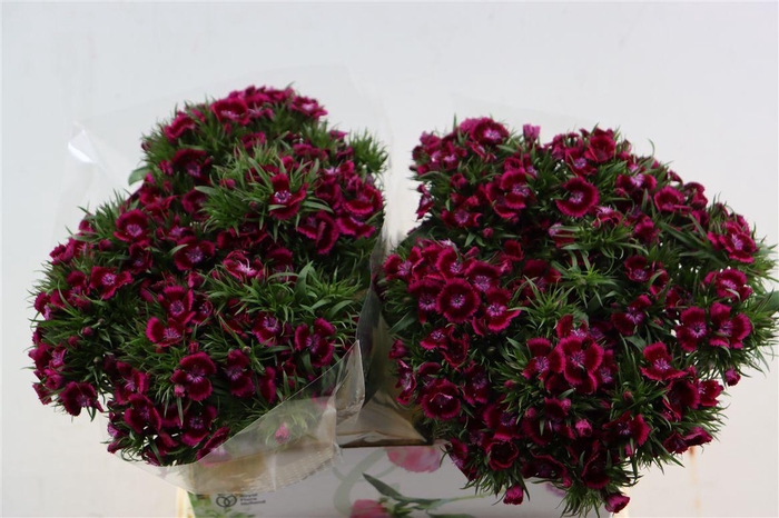 <h4>Di Barb Breanthus Jolly Purple Pink</h4>