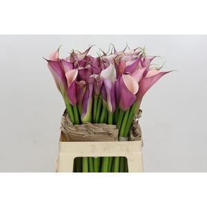 Zantedeschia Eydolls Purple White