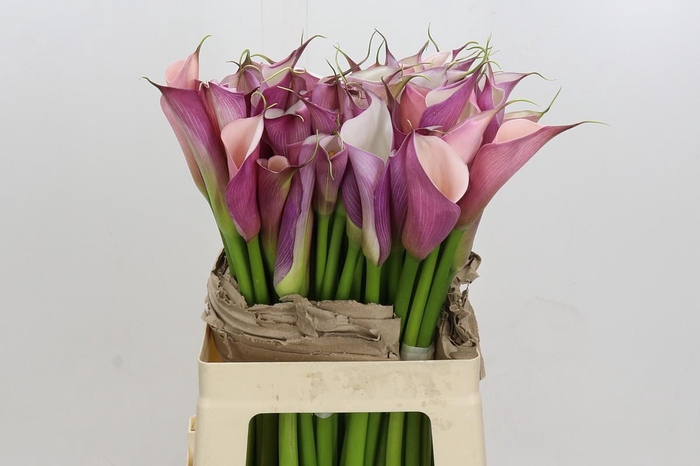 <h4>Zantedeschia Eydolls Purple White</h4>