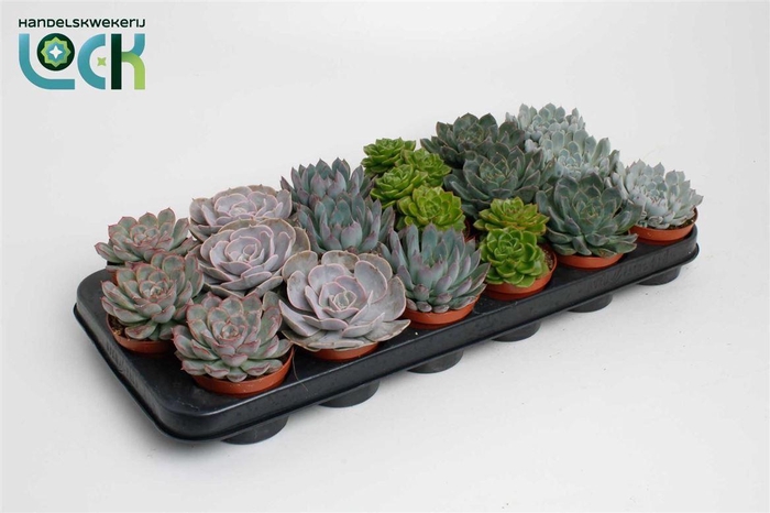 <h4>Echeveria overig zonder bloem</h4>
