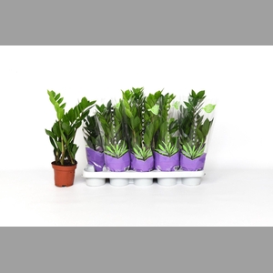 ZAMIO ZAMIIFOLIA