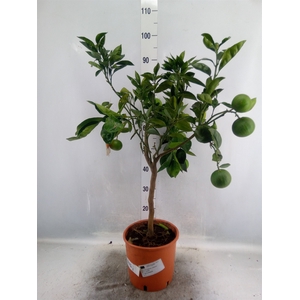 Citrus sinensis