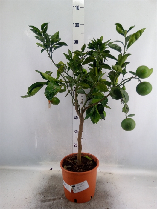 <h4>Citrus sinensis</h4>