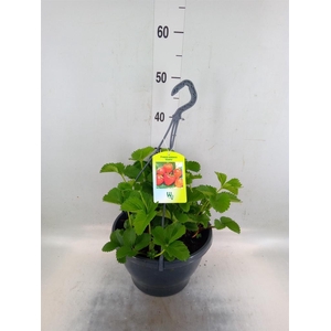 Fragaria ananassa 'Elsanta'