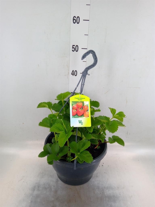 <h4>Fragaria ananassa 'Elsanta'</h4>