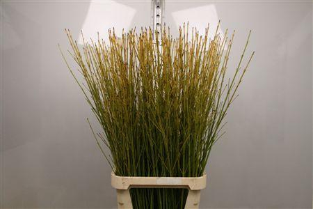 <h4>Cornus S Flaviramea</h4>