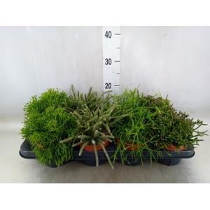 Rhipsalis   ...mix