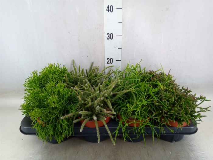 <h4>Rhipsalis   ...mix</h4>