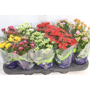 KALANCHOE DOBRADO P11