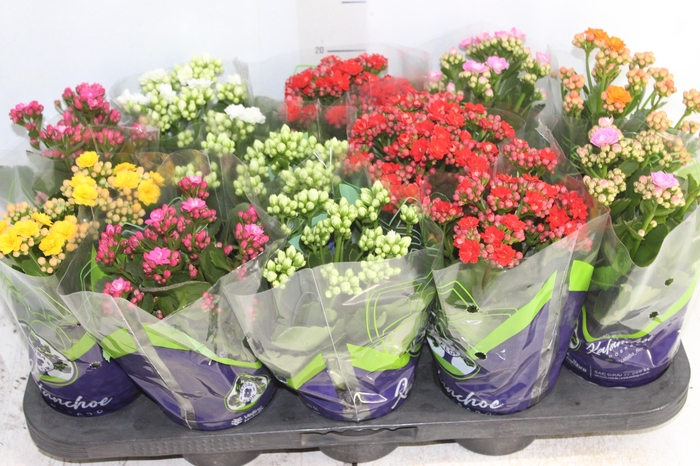 <h4>KALANCHOE DOBRADO P11</h4>