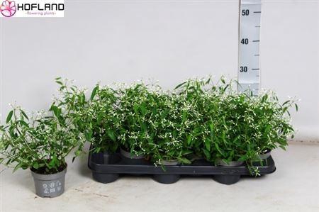 arr8 Euph Loreen Comp Whi