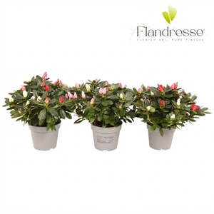 Azalea Flandresse® 'carnaval' 22-25 cm