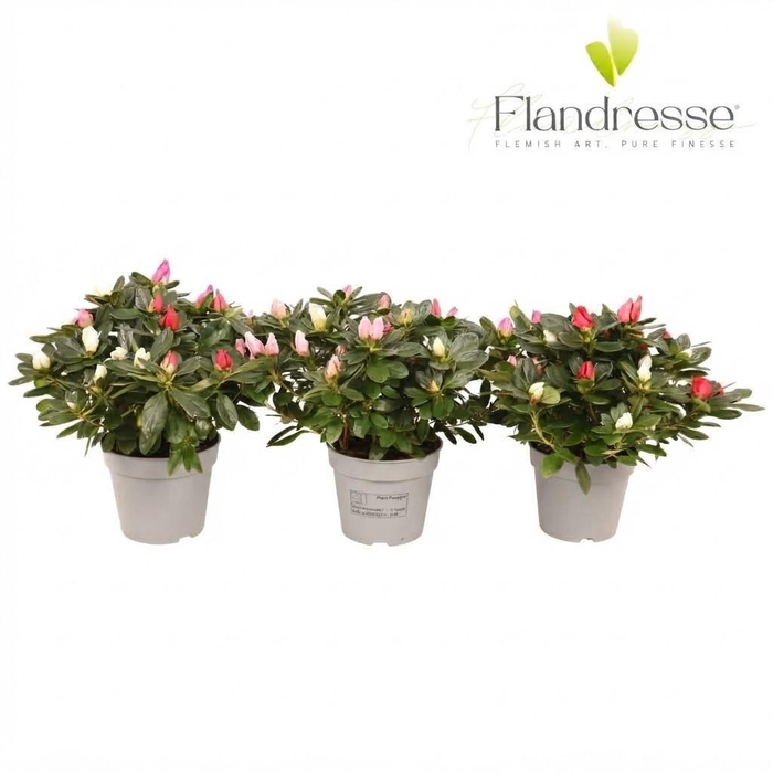 <h4>Azalea Flandresse® 'carnaval' 22-25 cm</h4>