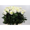 Dahlia White Isa