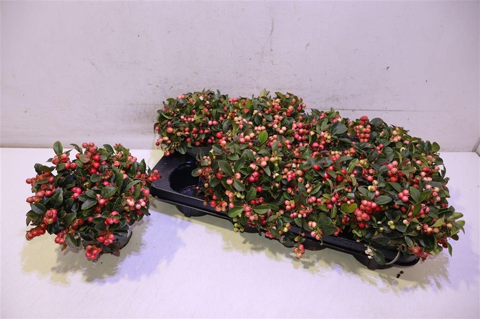 <h4>Gaulth Procumbens</h4>
