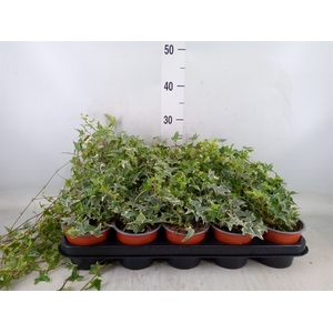 Hedera   ...variegated