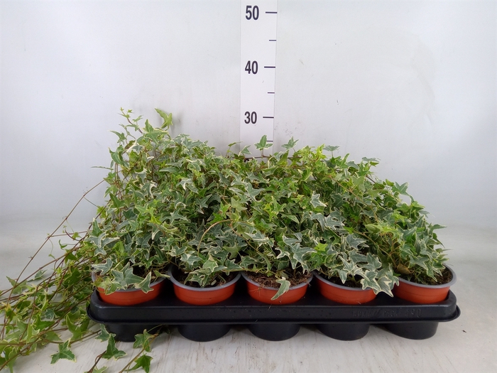 <h4>Hedera   ...variegated</h4>