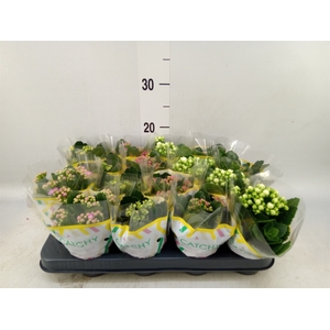 Kalanchoe blos.   ..rosebud mix  5