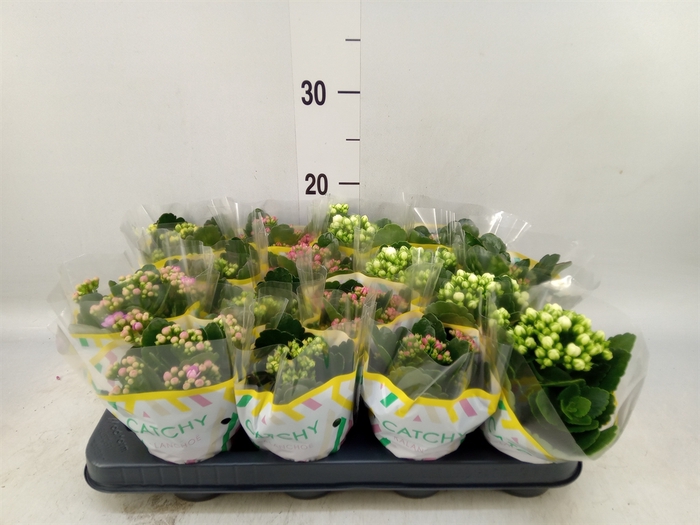 <h4>Kalanchoe blos.   ..rosebud mix  5</h4>