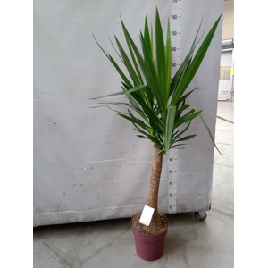 Yucca elephantipes   ...