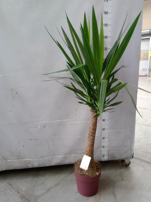 <h4>Yucca elephantipes   ...</h4>