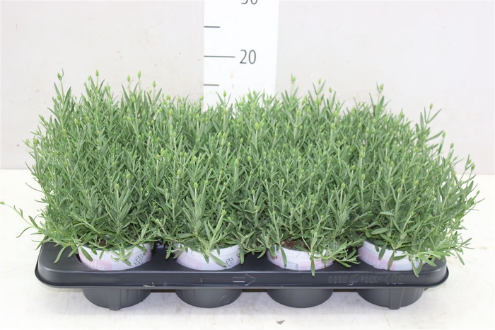 <h4>Lavandula Rosea Roze</h4>