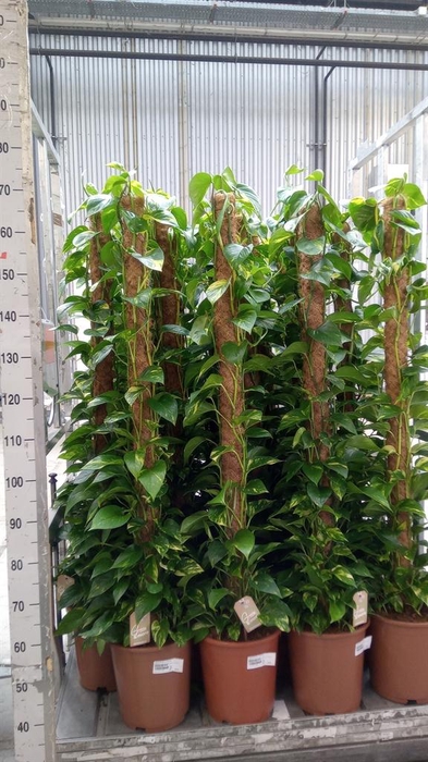 <h4>Epipremnum pinn.   ...moss stick</h4>