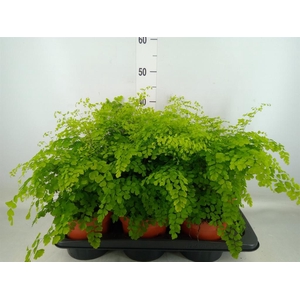 Adiantum raddi. 'Fragrans'