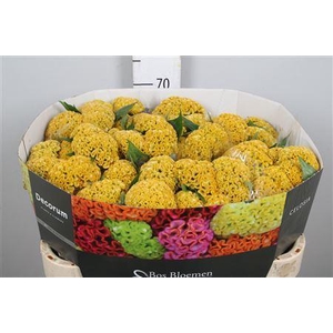 Celosia arg. CR 'Reprise Gold'