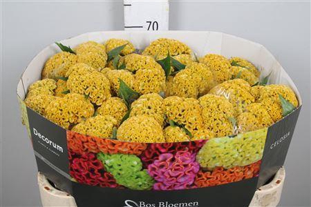 <h4>Celosia arg. CR 'Reprise Gold'</h4>